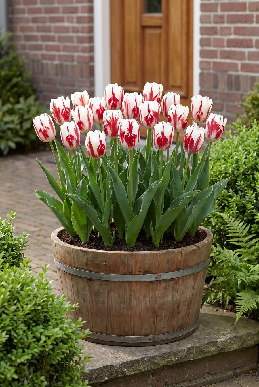 Tulipa Grand Perfection — in pot op terras