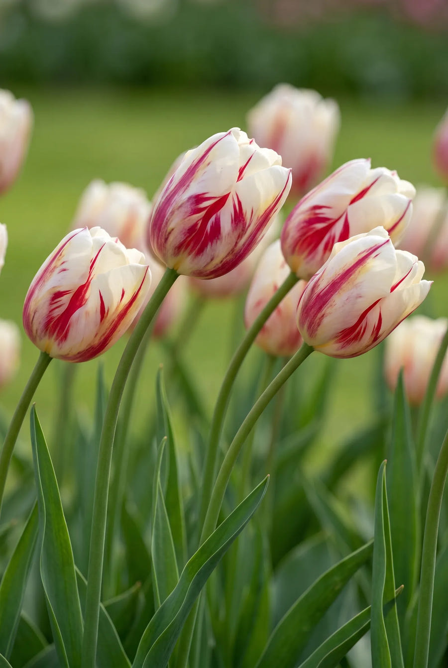 Tulipa Grand Perfection — sfeerbeeld