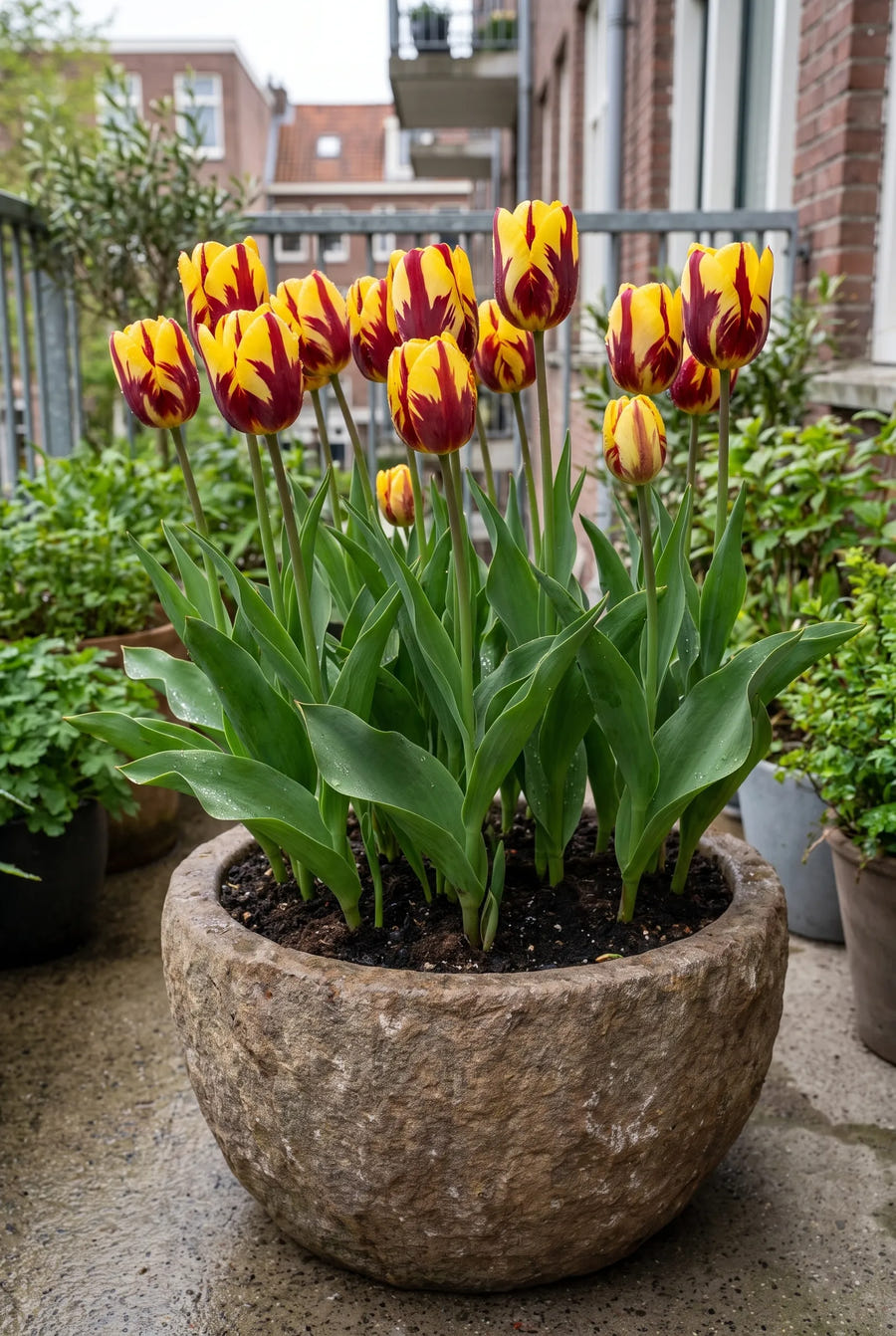 Tulipa Helmar — in pot op terras