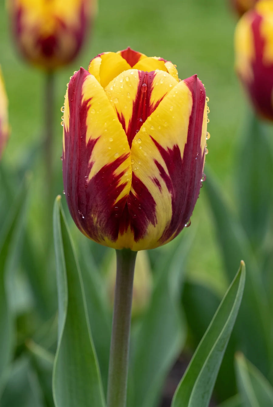 Tulipa Helmar — sfeerbeeld