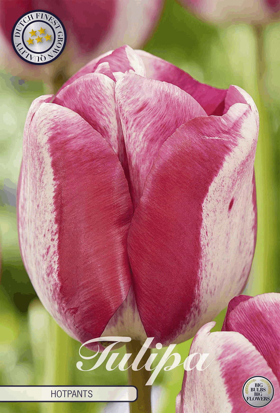 Tulipa Hotpants
