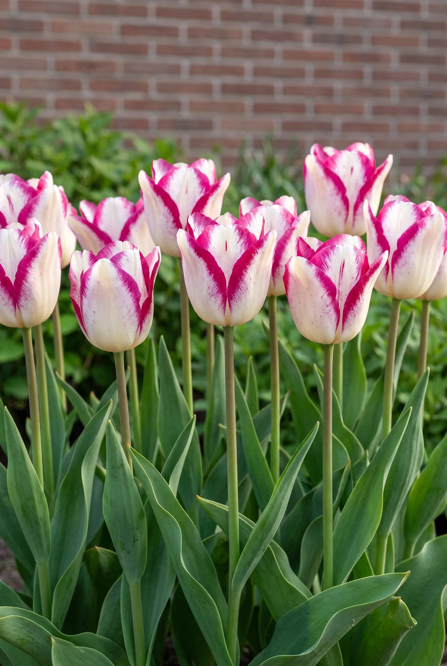 Tulipa Hotpants — groep in de tuinborder