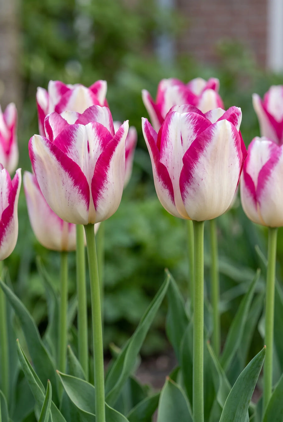 Tulipa Hotpants — in de tuin