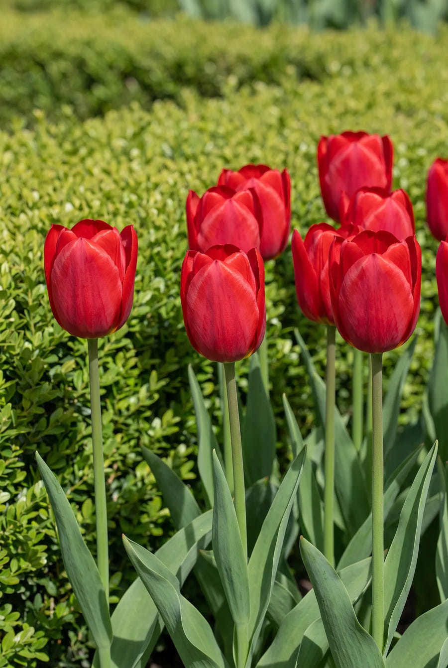 Tulipa Ile de France — in de border