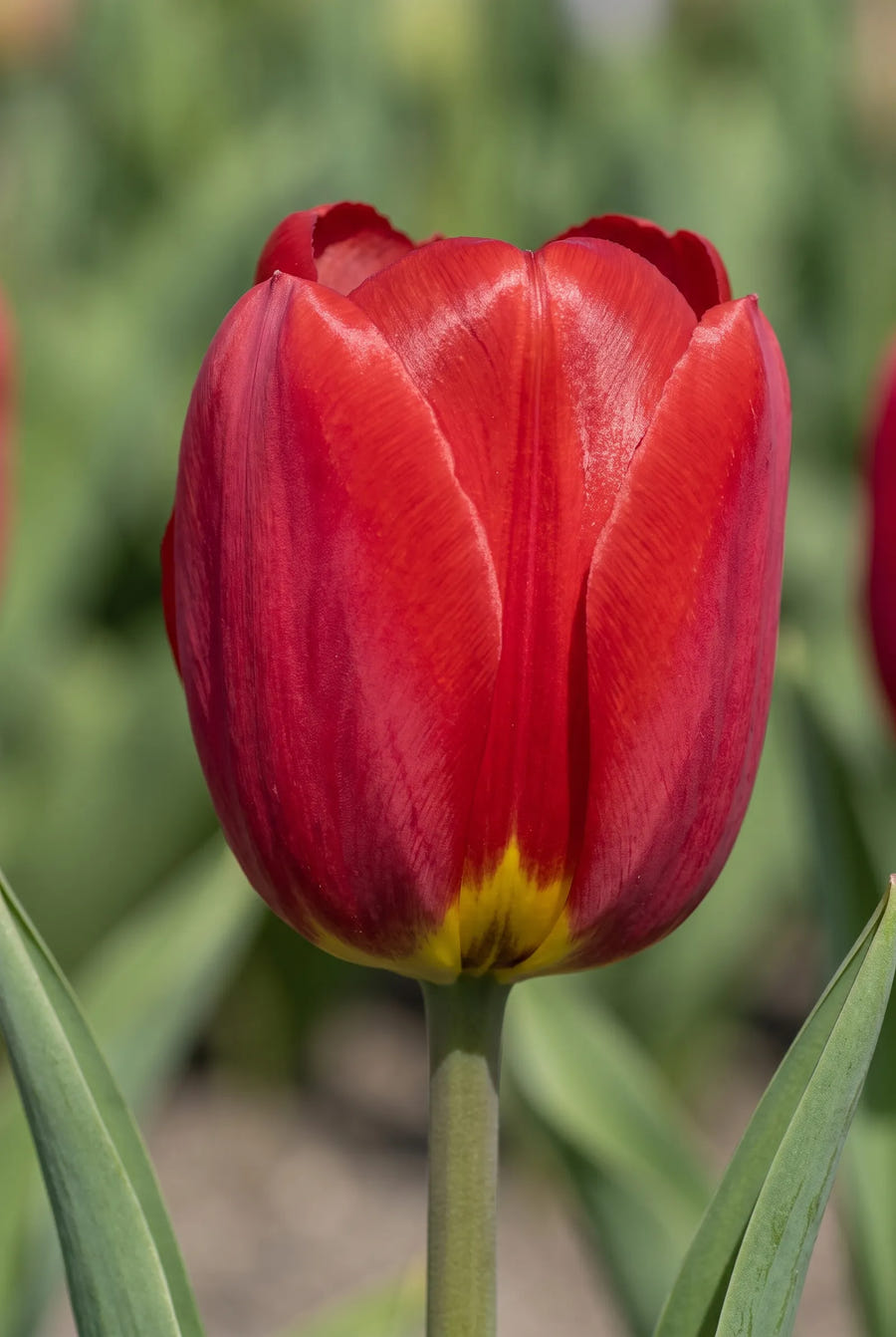 Tulipa Ile de France — close-up van de bloem