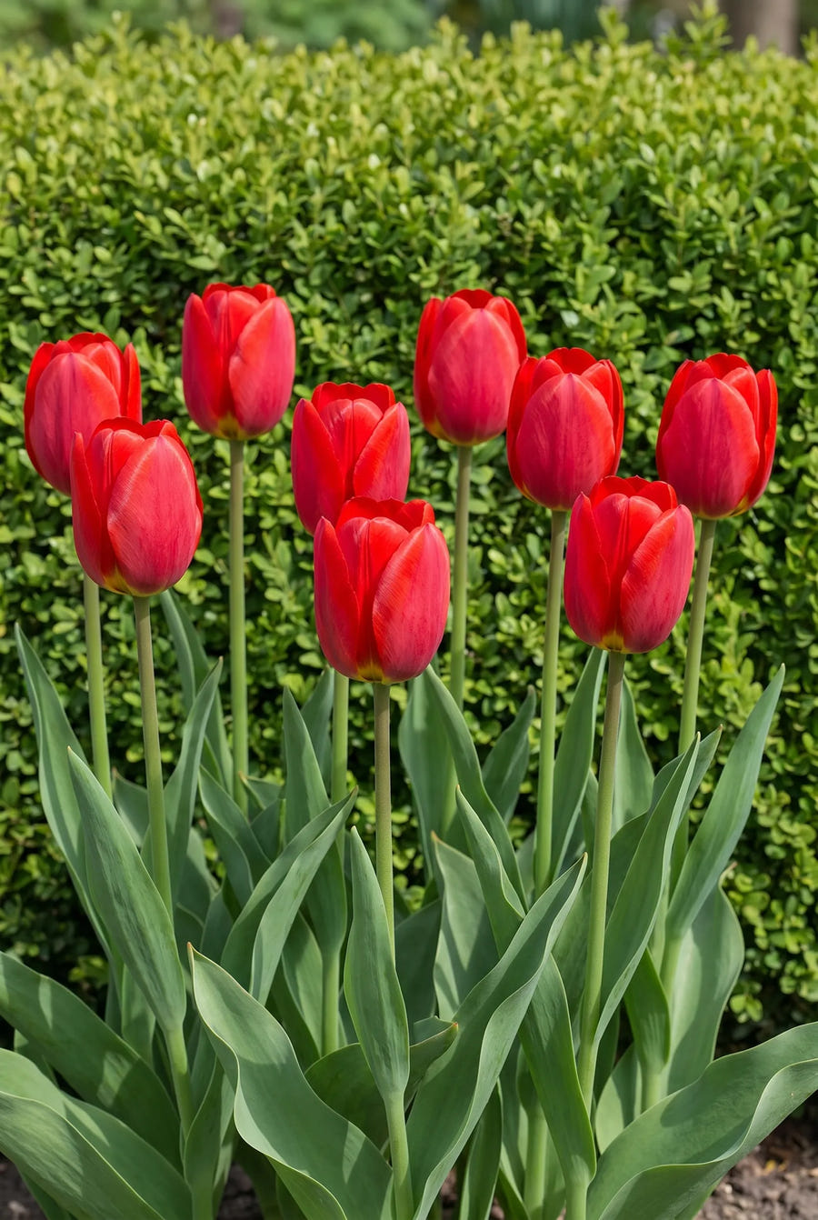 Tulipa Ile de France — groep in de tuinborder