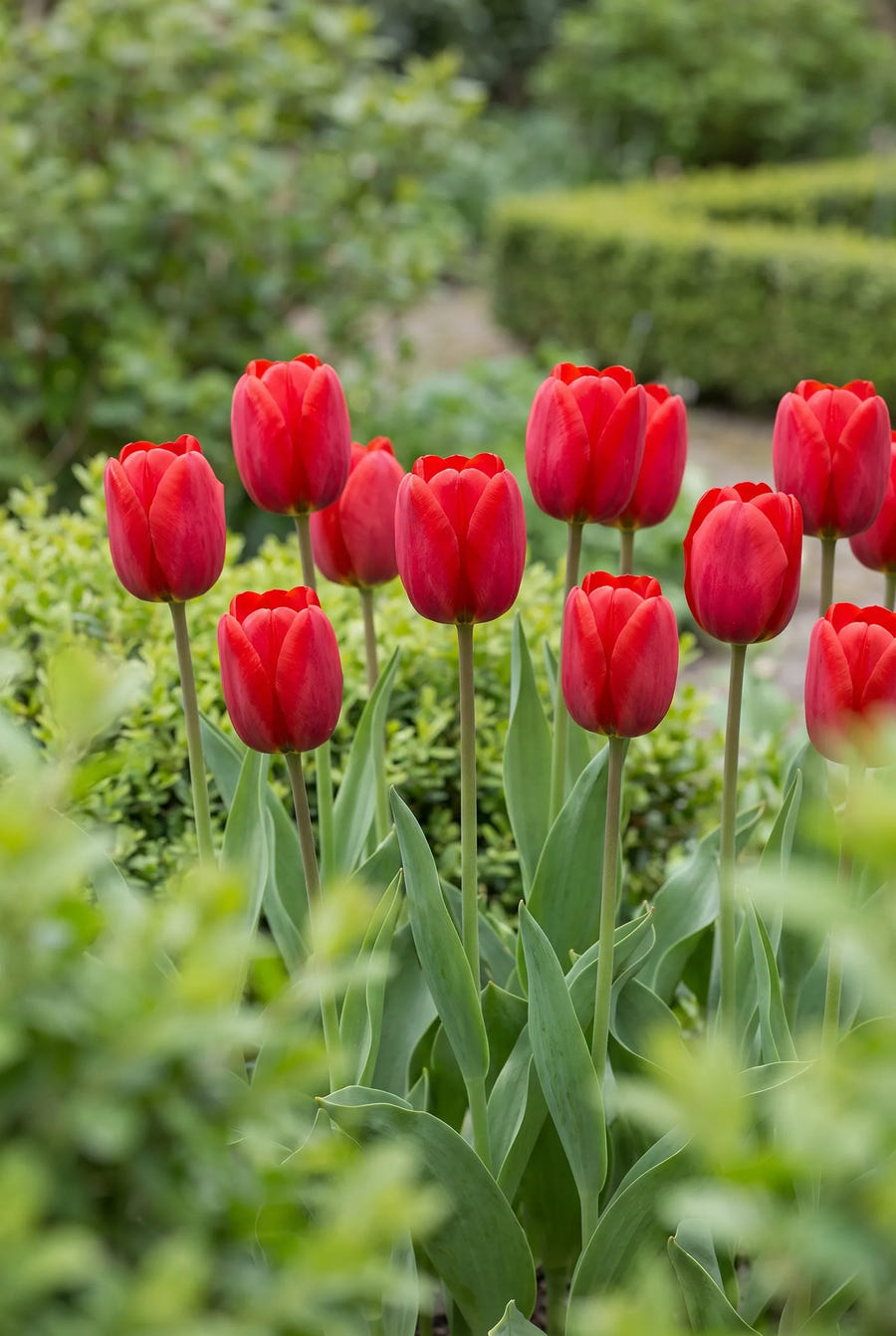 Tulipa Ile de France — in de tuin