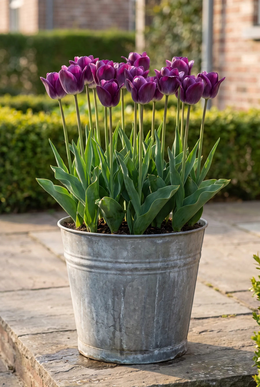 Tulipa Kansas Proud — in pot op terras