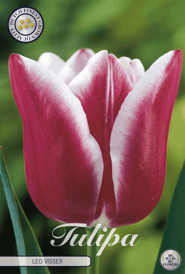 Tulipa Leo Visser