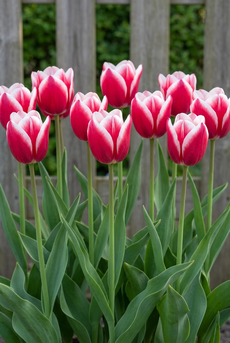 Tulipa Leo Visser — groep in de tuinborder