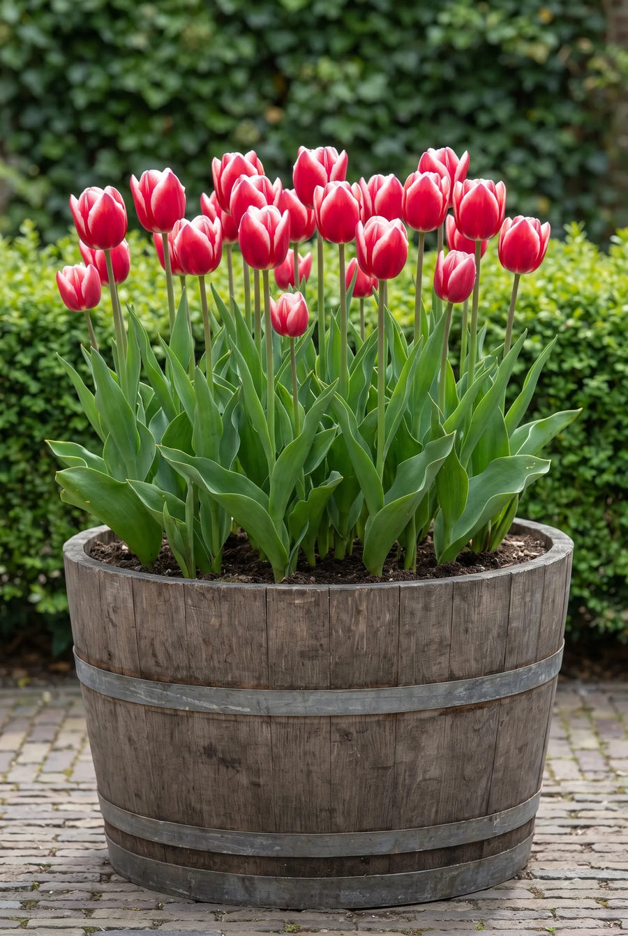 Tulipa Leo Visser — in pot op terras