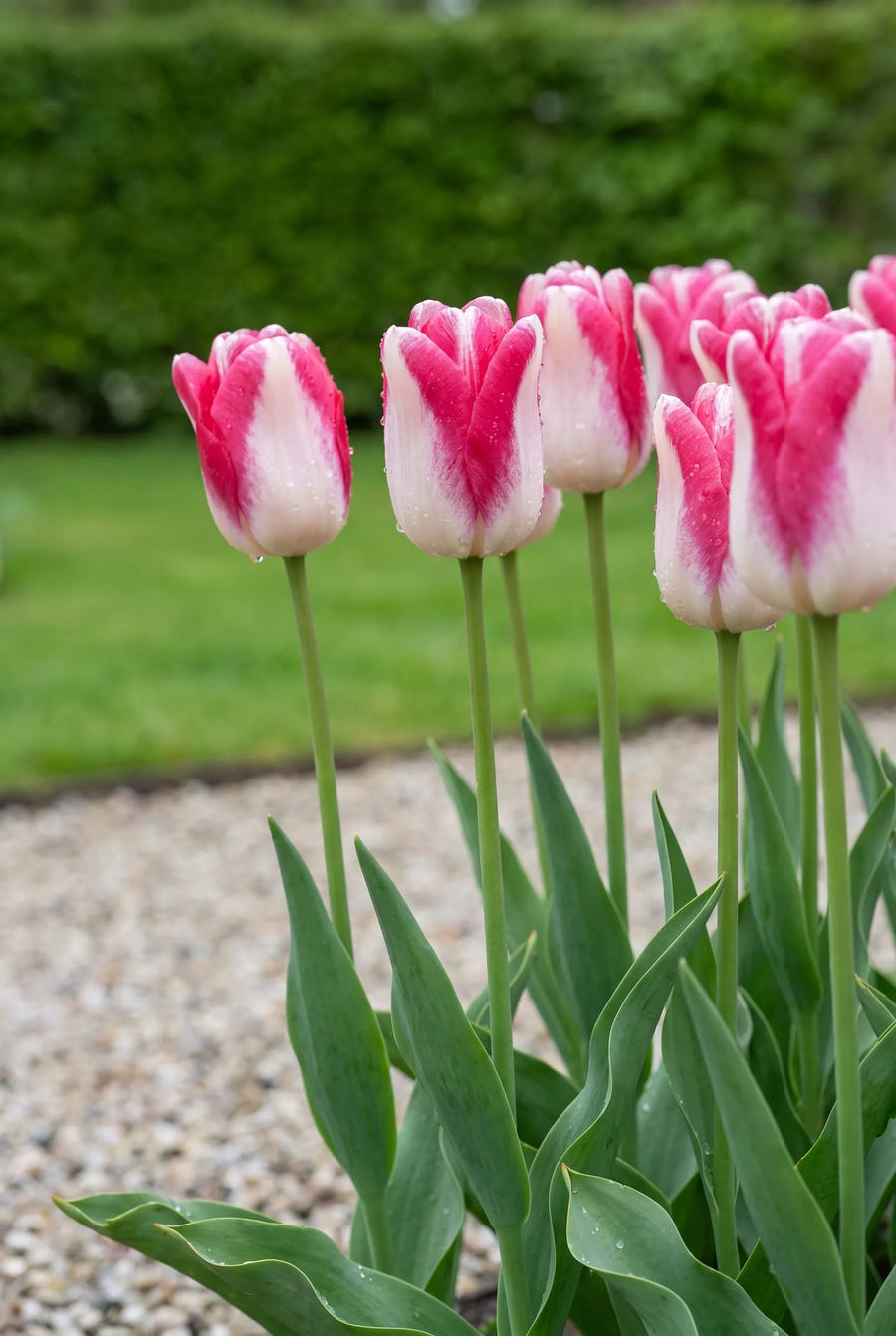 Tulipa Mata Hari — in de border