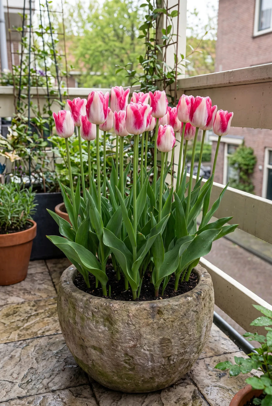 Tulipa Mata Hari — in pot op terras