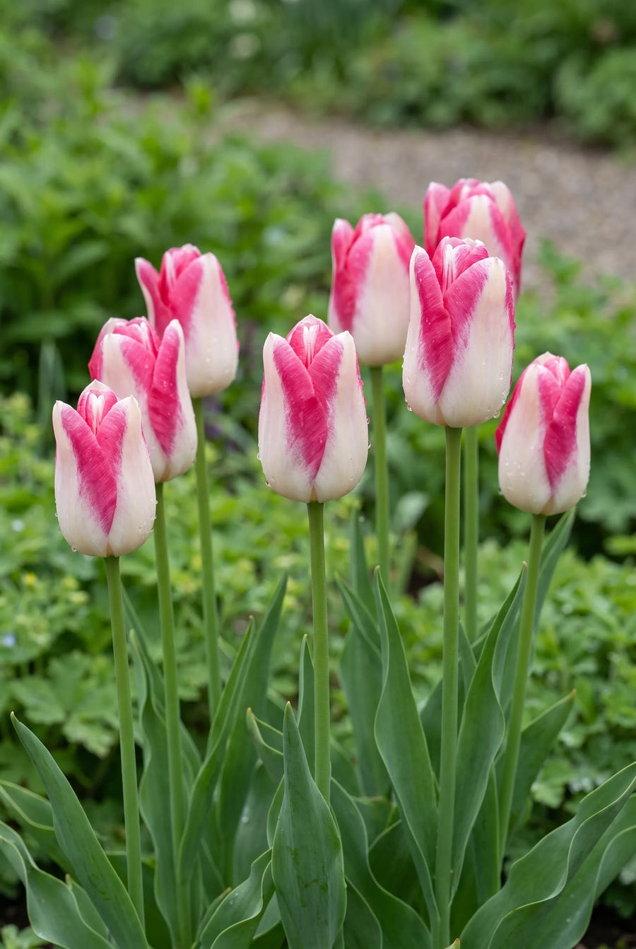 Tulipa Mata Hari — in de tuin