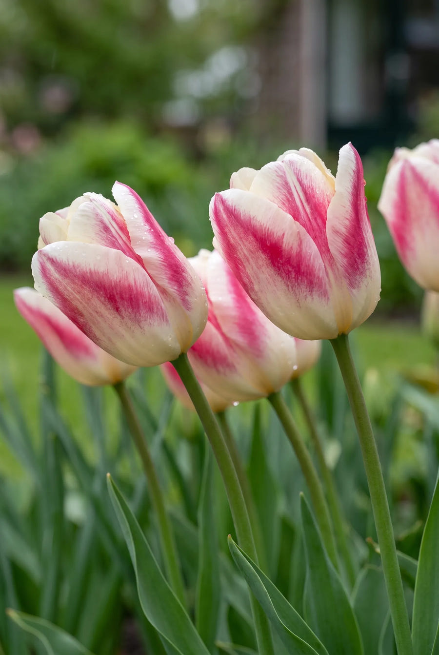 Tulipa Mata Hari — sfeerbeeld