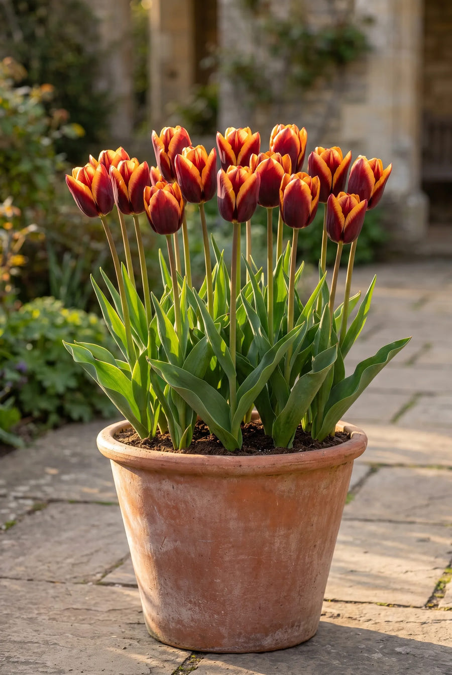 Tulipa Muvota — in pot op terras