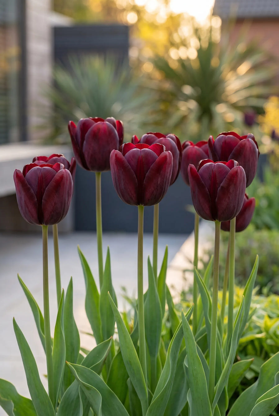 Tulipa National Velvet — in de border