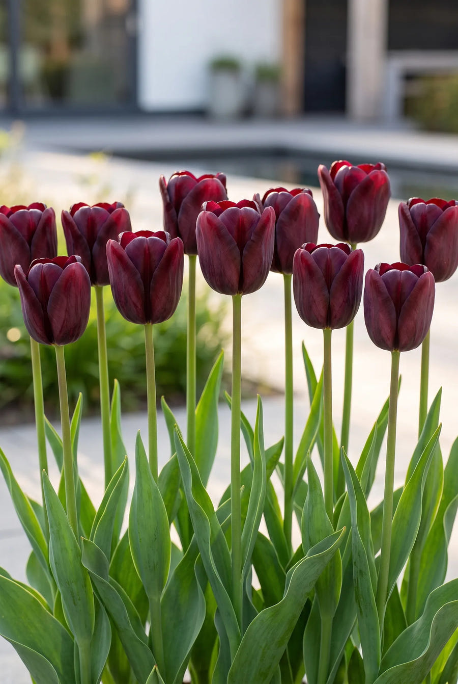 Tulipa National Velvet — groep in de tuinborder