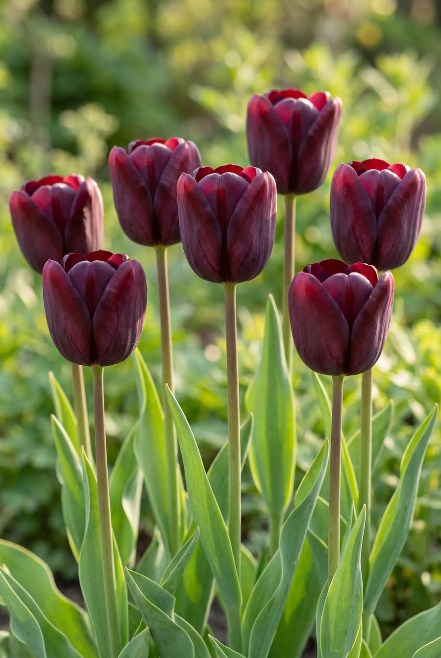 Tulipa National Velvet — in de tuin