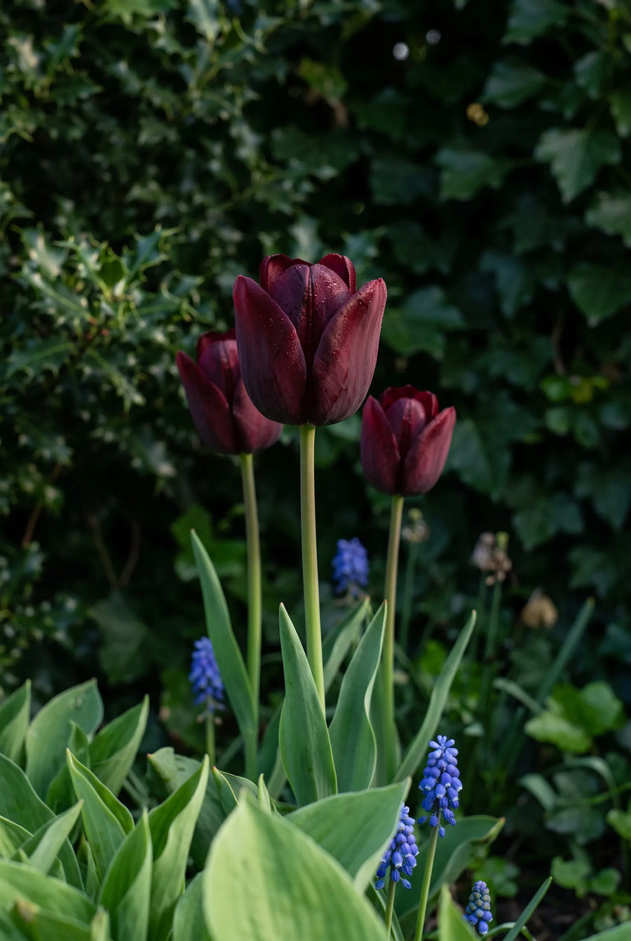 Tulipa National Velvet — sfeerbeeld