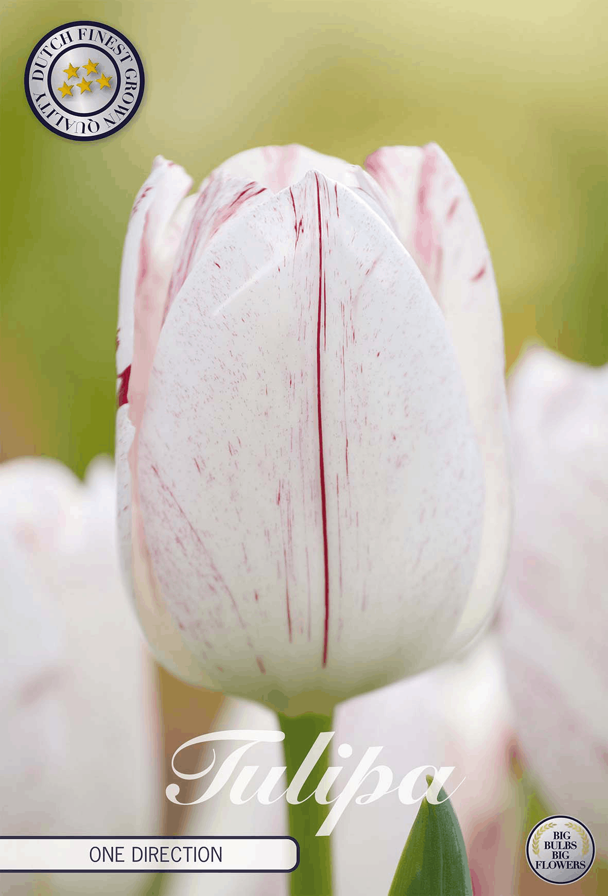 Tulipa One Direction
