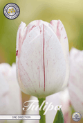 Tulipa One Direction - BLOM Garden capper image