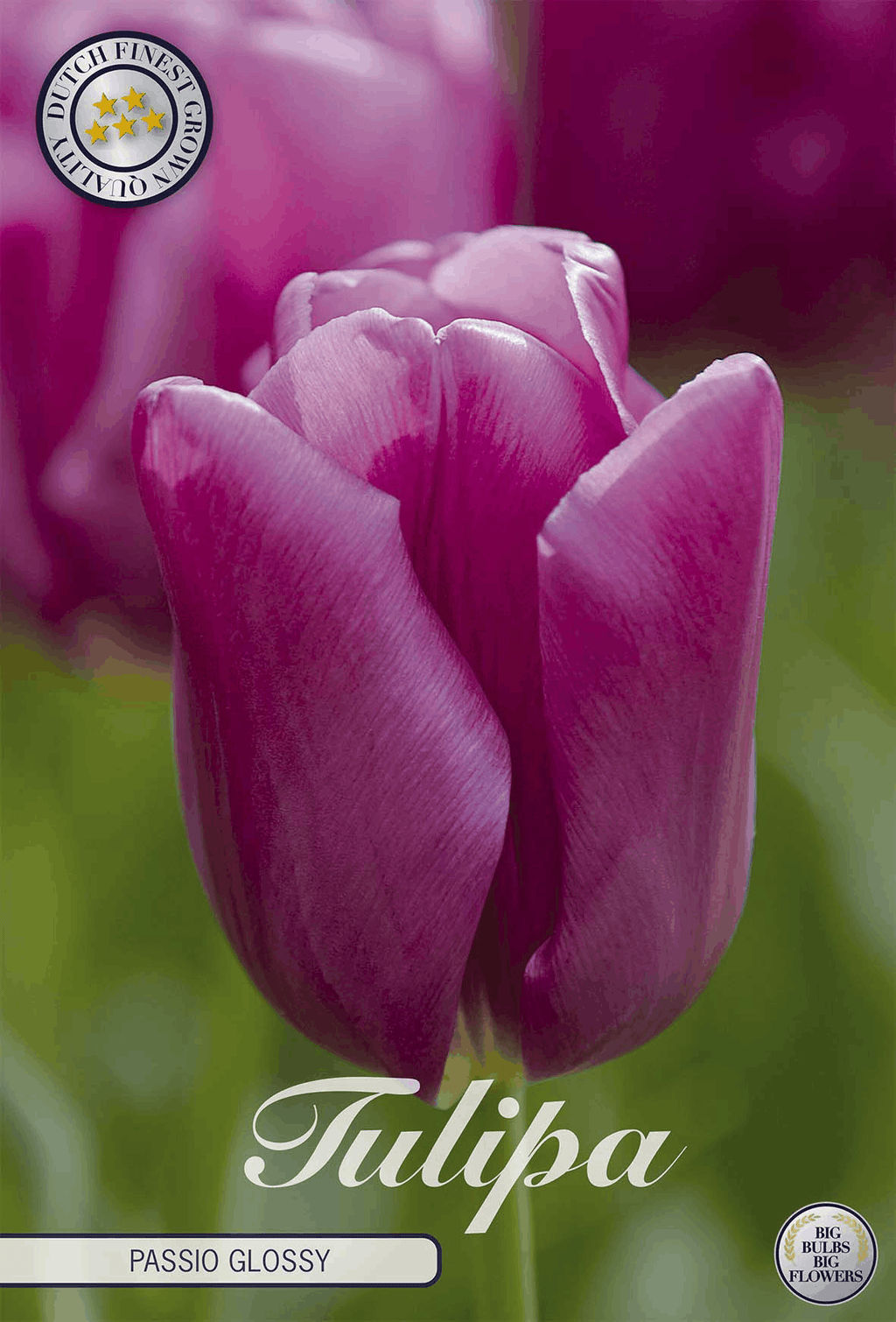 Tulipa Passio Glossy