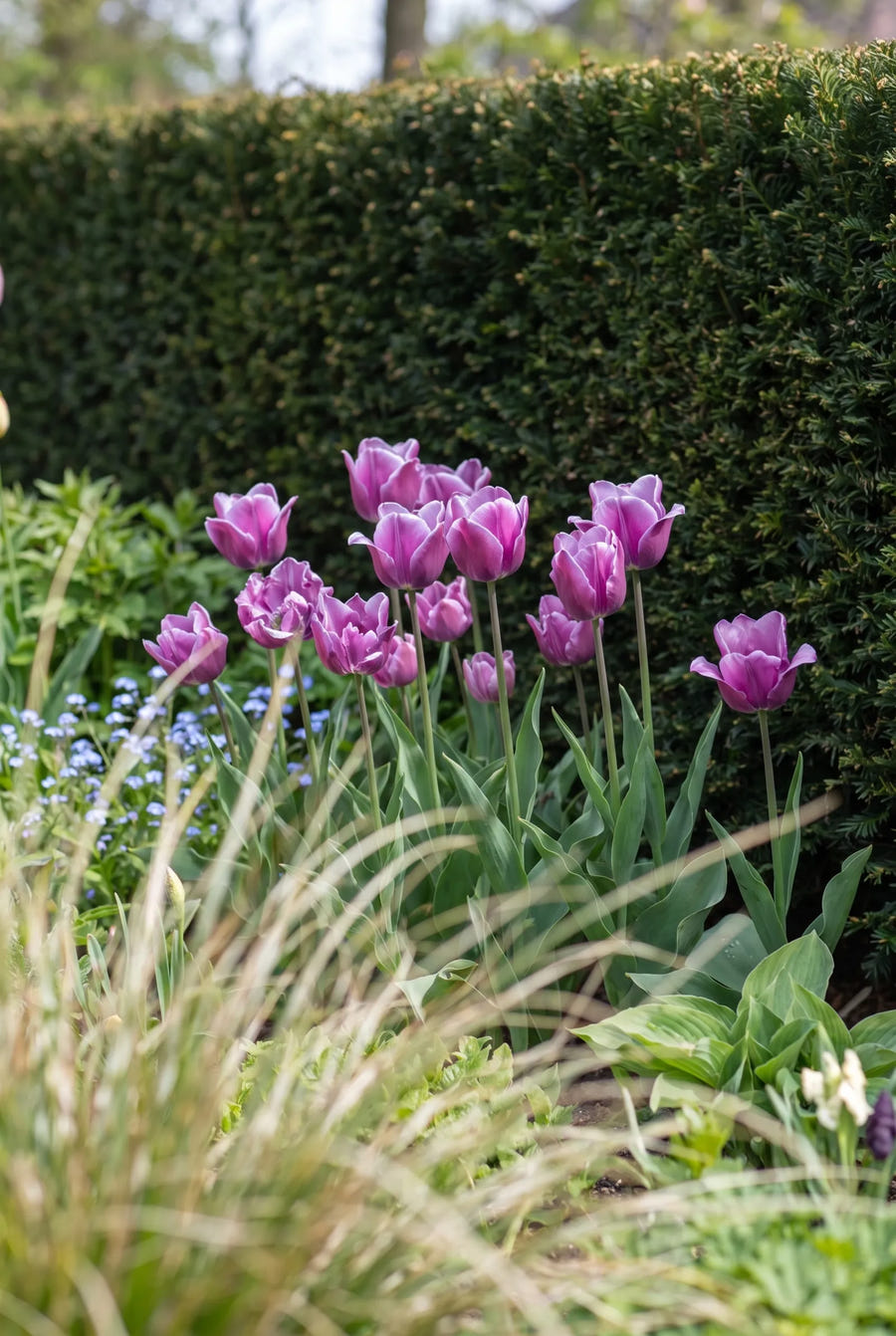 Tulipa Passio Glossy — in de border