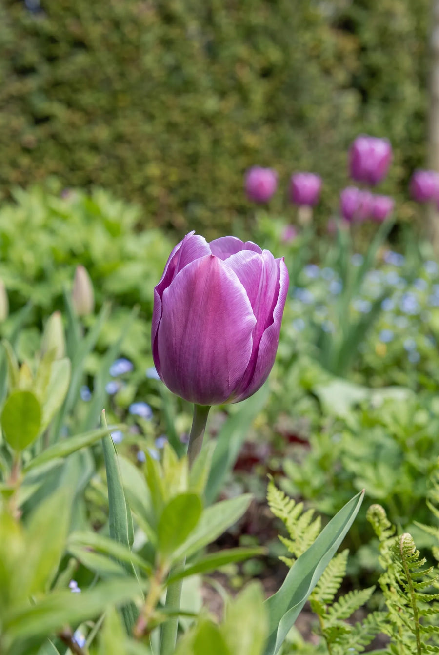 Tulipa Passio Glossy — close-up van de bloem