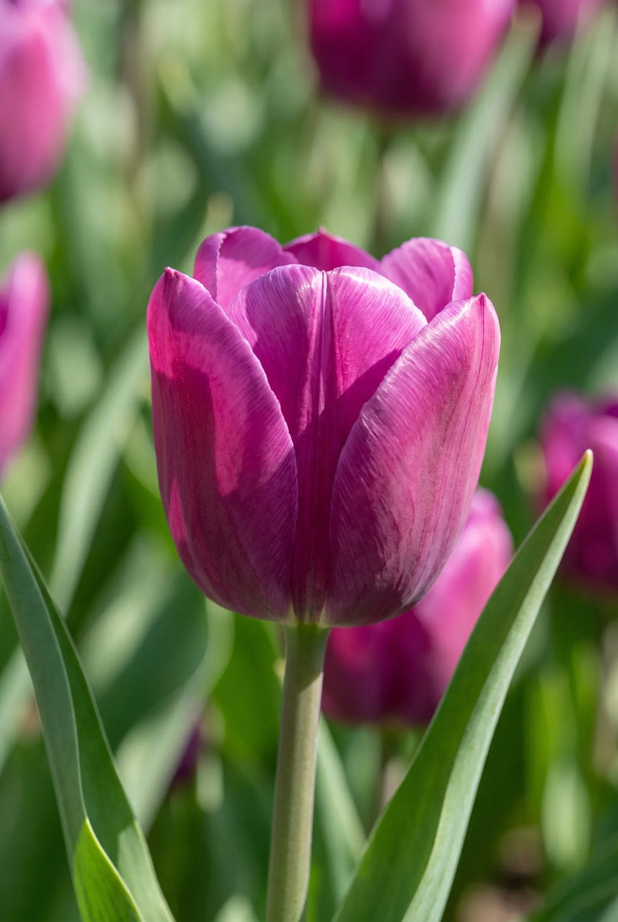 Tulipa Passio Glossy — close-up van de bloem