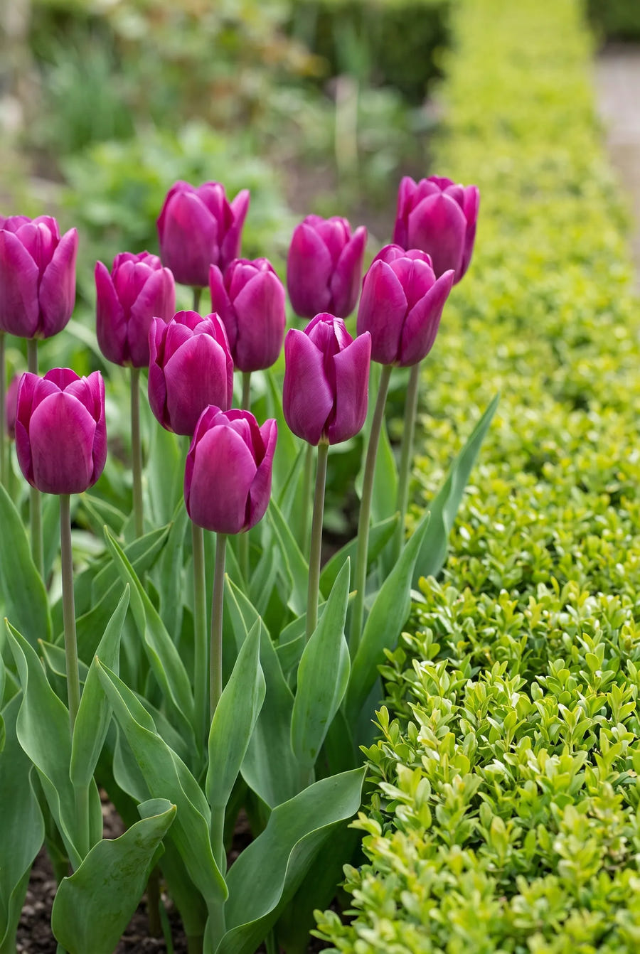 Tulipa Passio Glossy — groep in de tuinborder