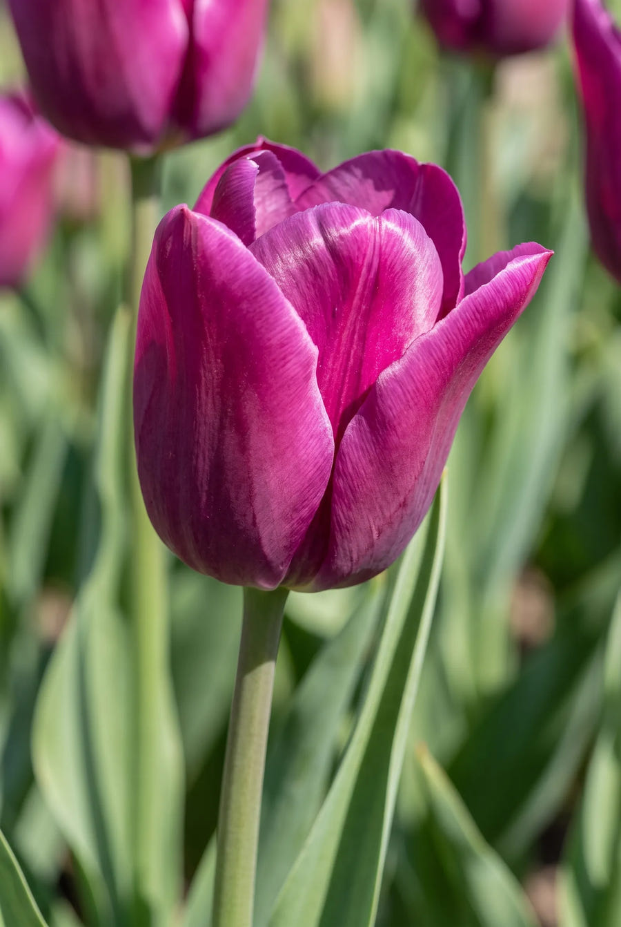 Tulipa Passio Glossy — sfeerbeeld