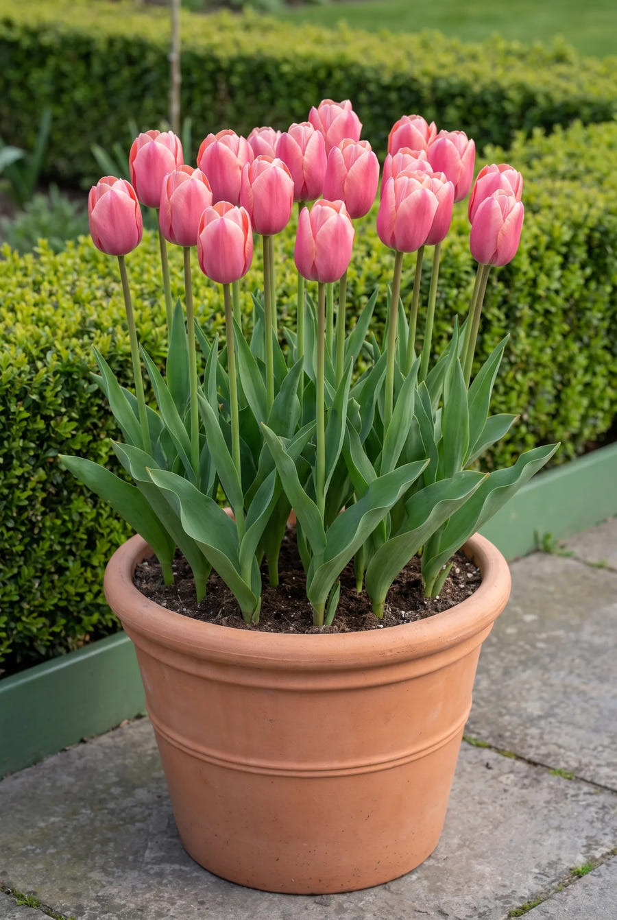 Tulipa Pink Ardour — in pot op terras