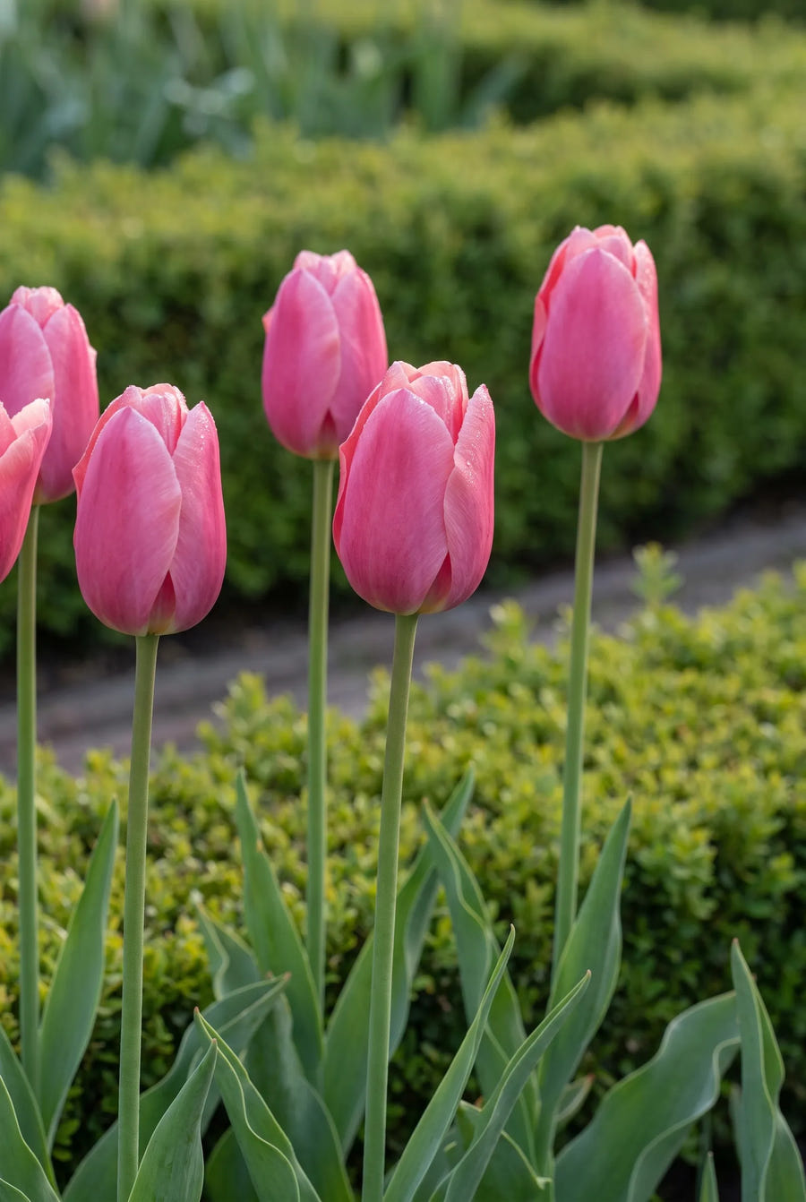 Tulipa Pink Ardour — sfeerbeeld