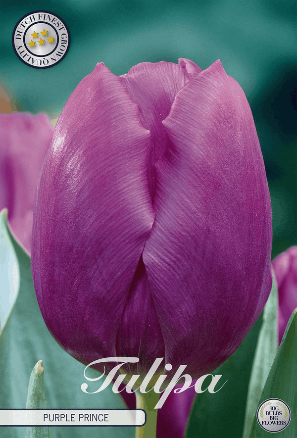 Tulipa Purple Prince