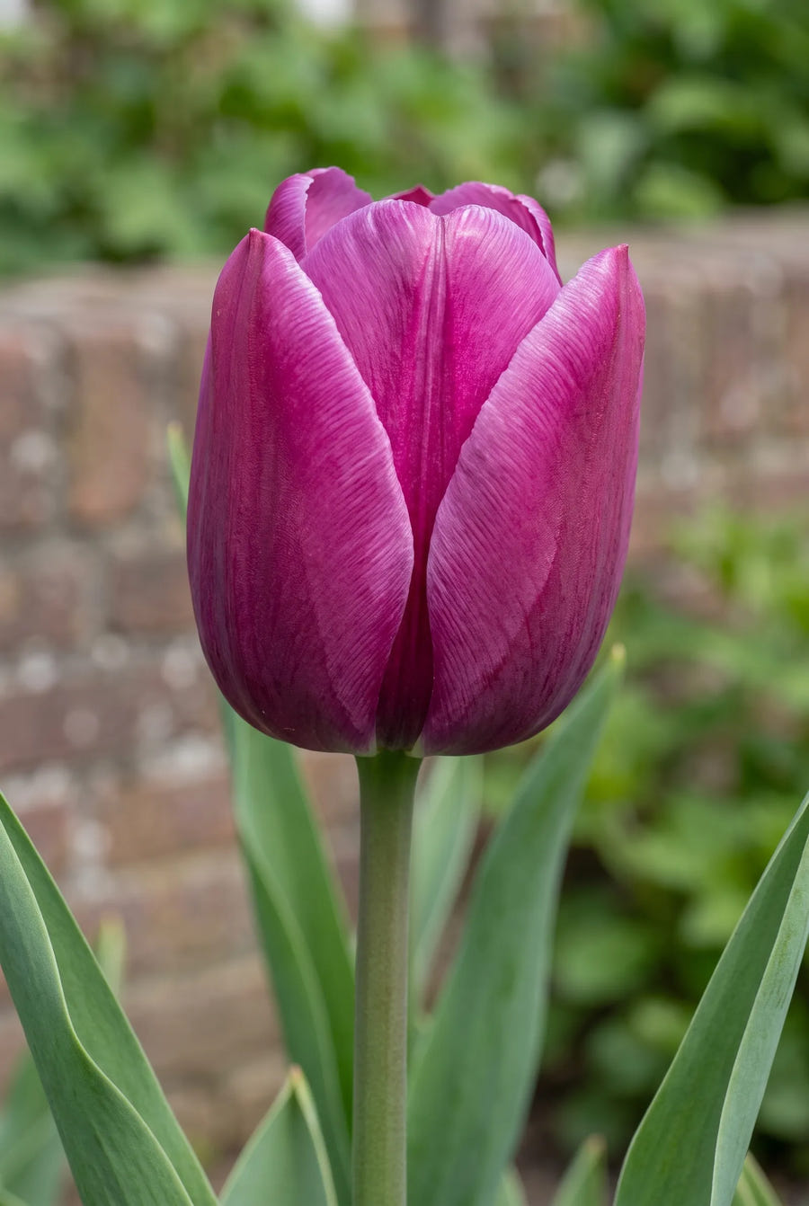 Tulipa Purple Prince — close-up van de bloem