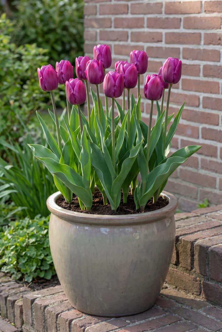 Tulipa Purple Prince — in pot op terras