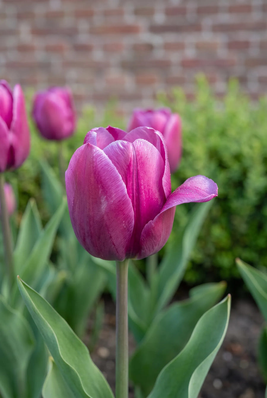 Tulipa Purple Prince — sfeerbeeld