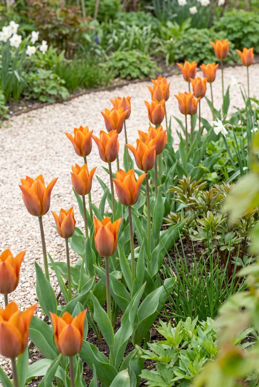 Tulipa Request — groep in de tuinborder