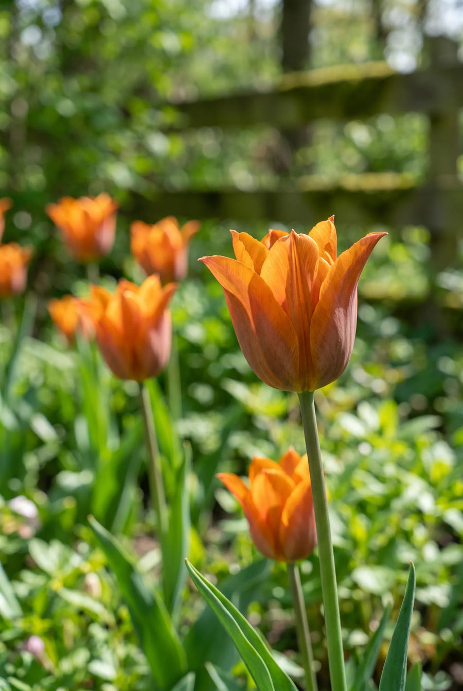 Tulipa Request — sfeerbeeld