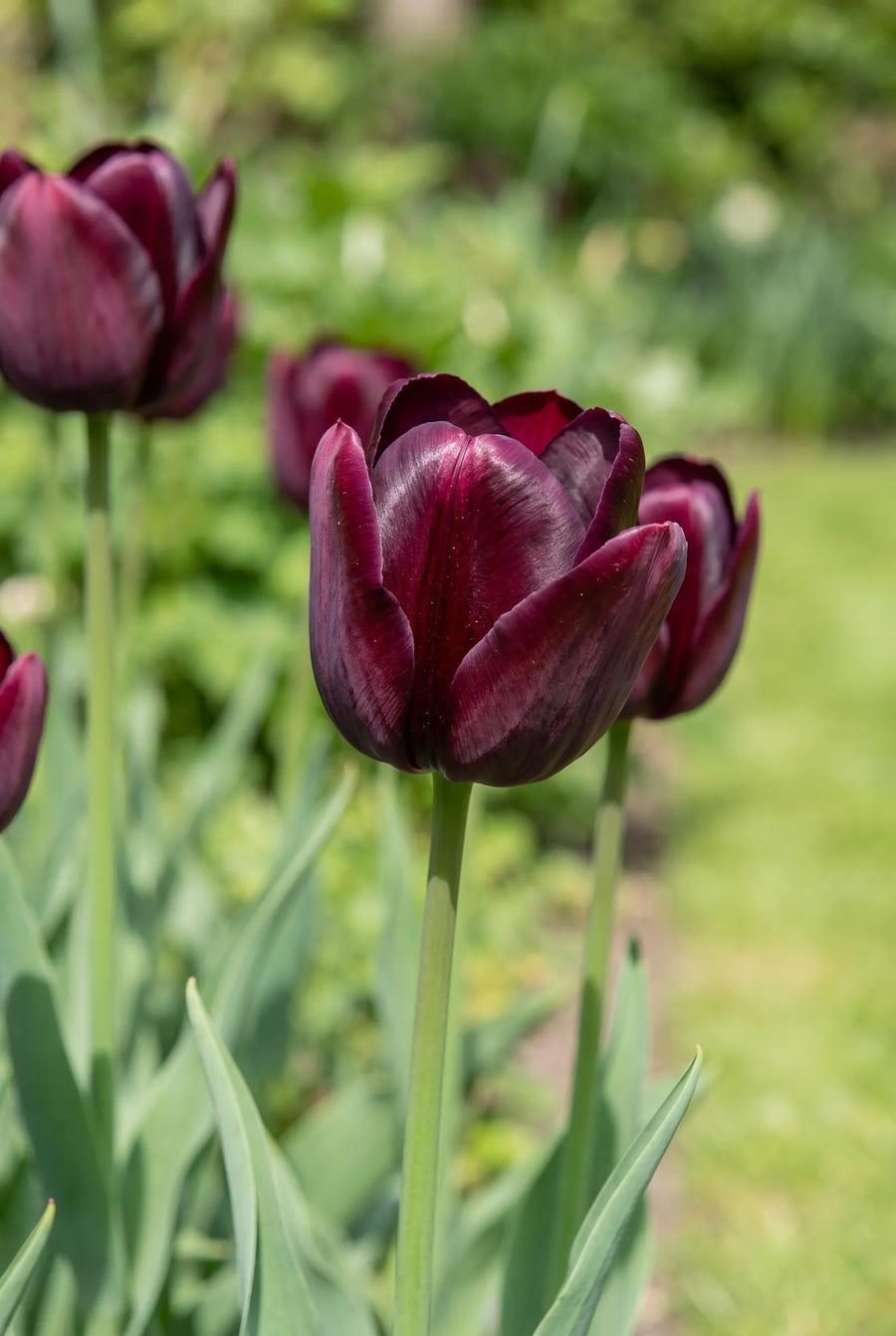Tulipa Ronaldo — sfeerbeeld