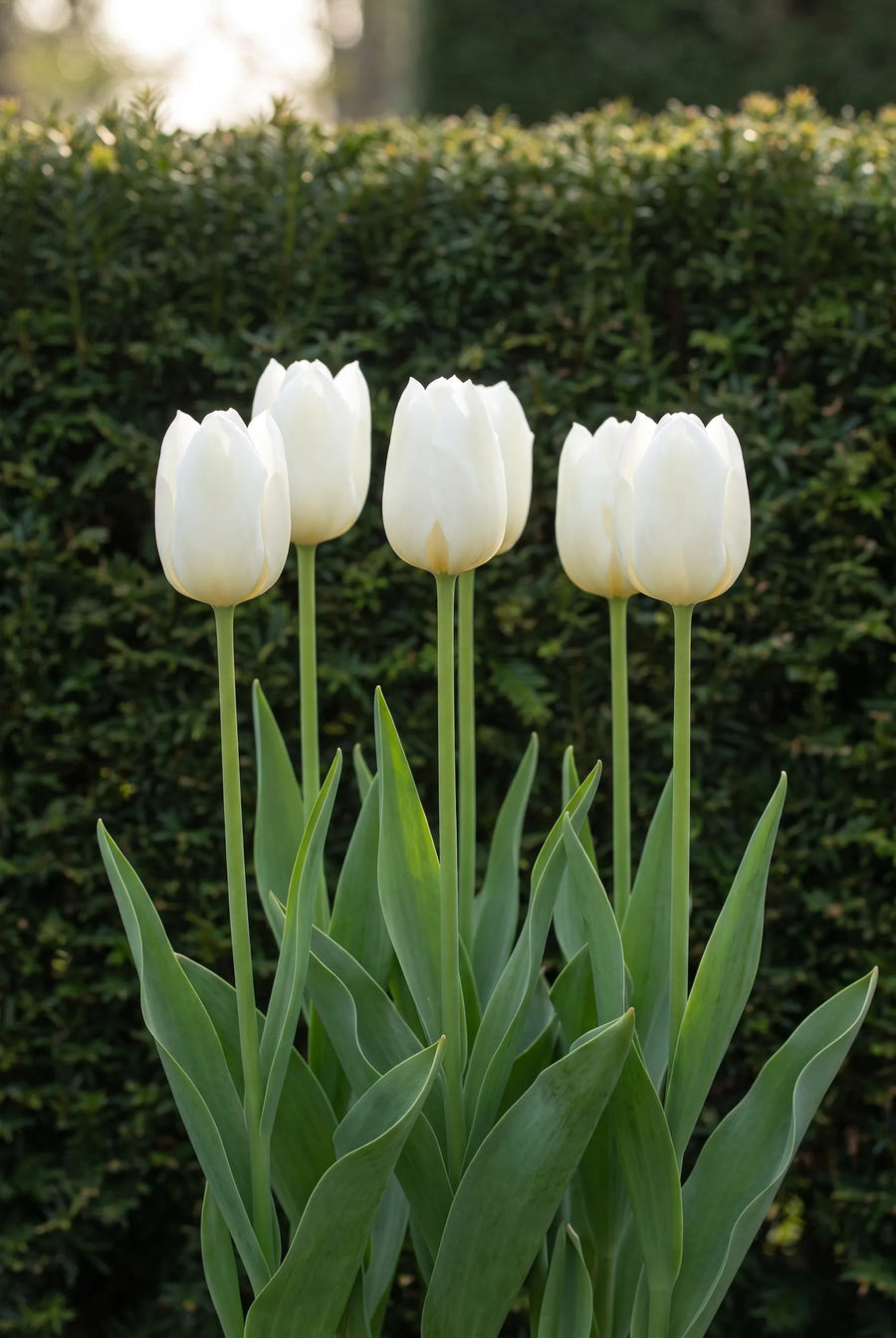 Tulipa Royal Virgin — in de border