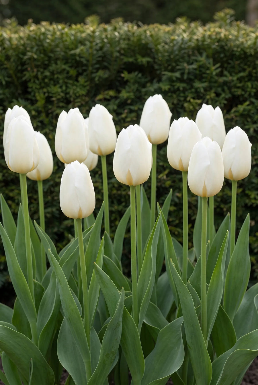 Tulipa Royal Virgin — groep in de tuinborder