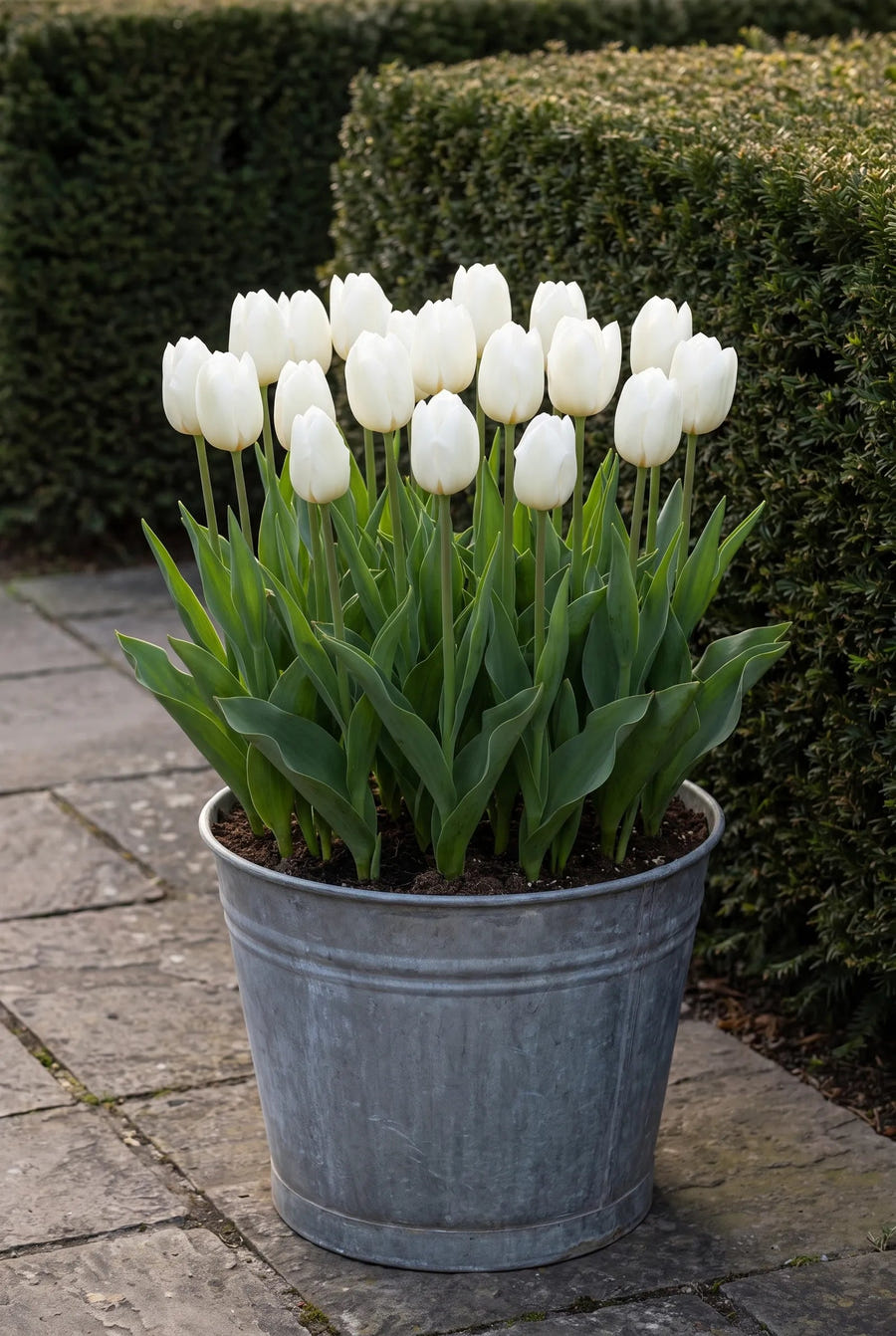 Tulipa Royal Virgin — in pot op terras