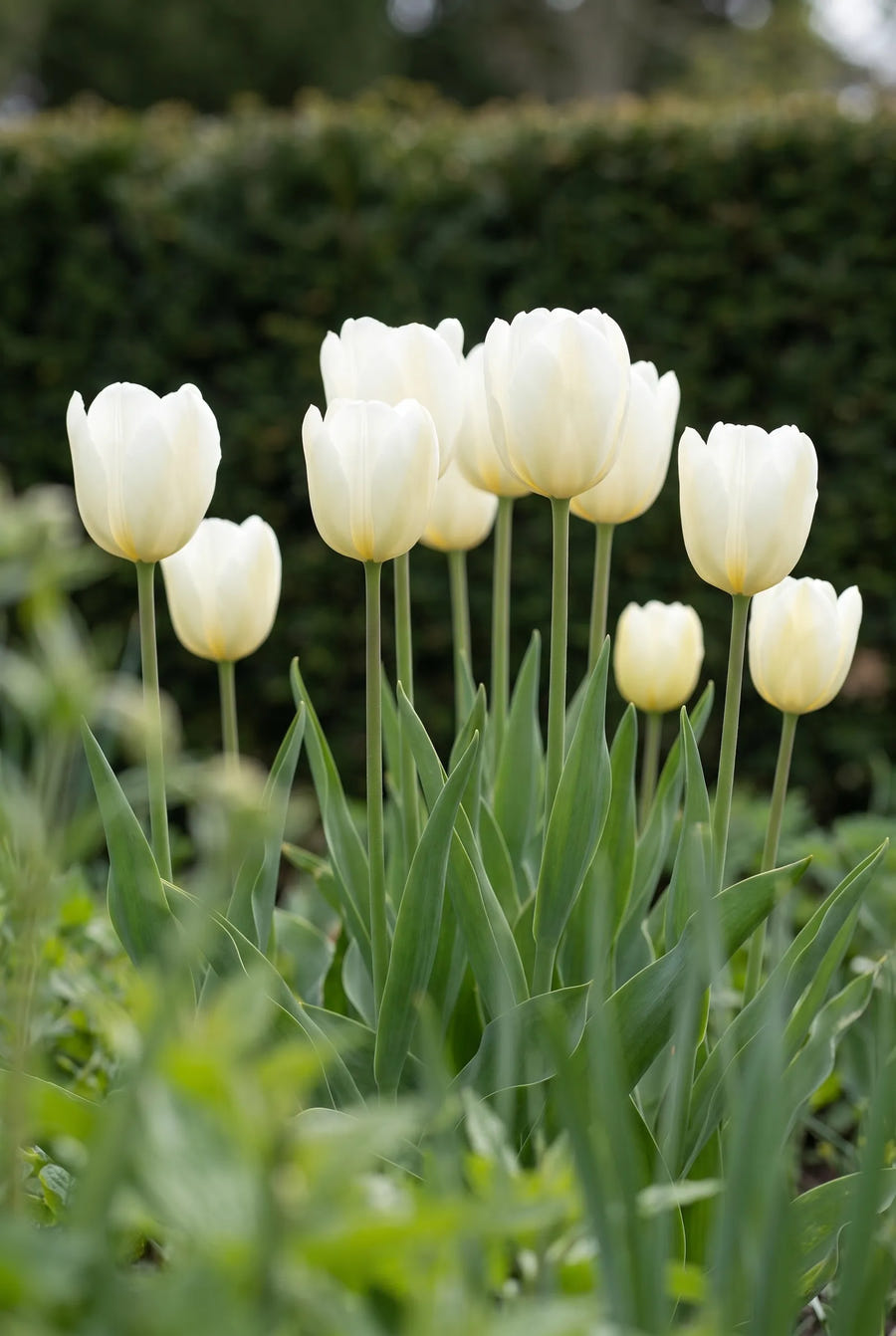 Tulipa Royal Virgin — in de tuin