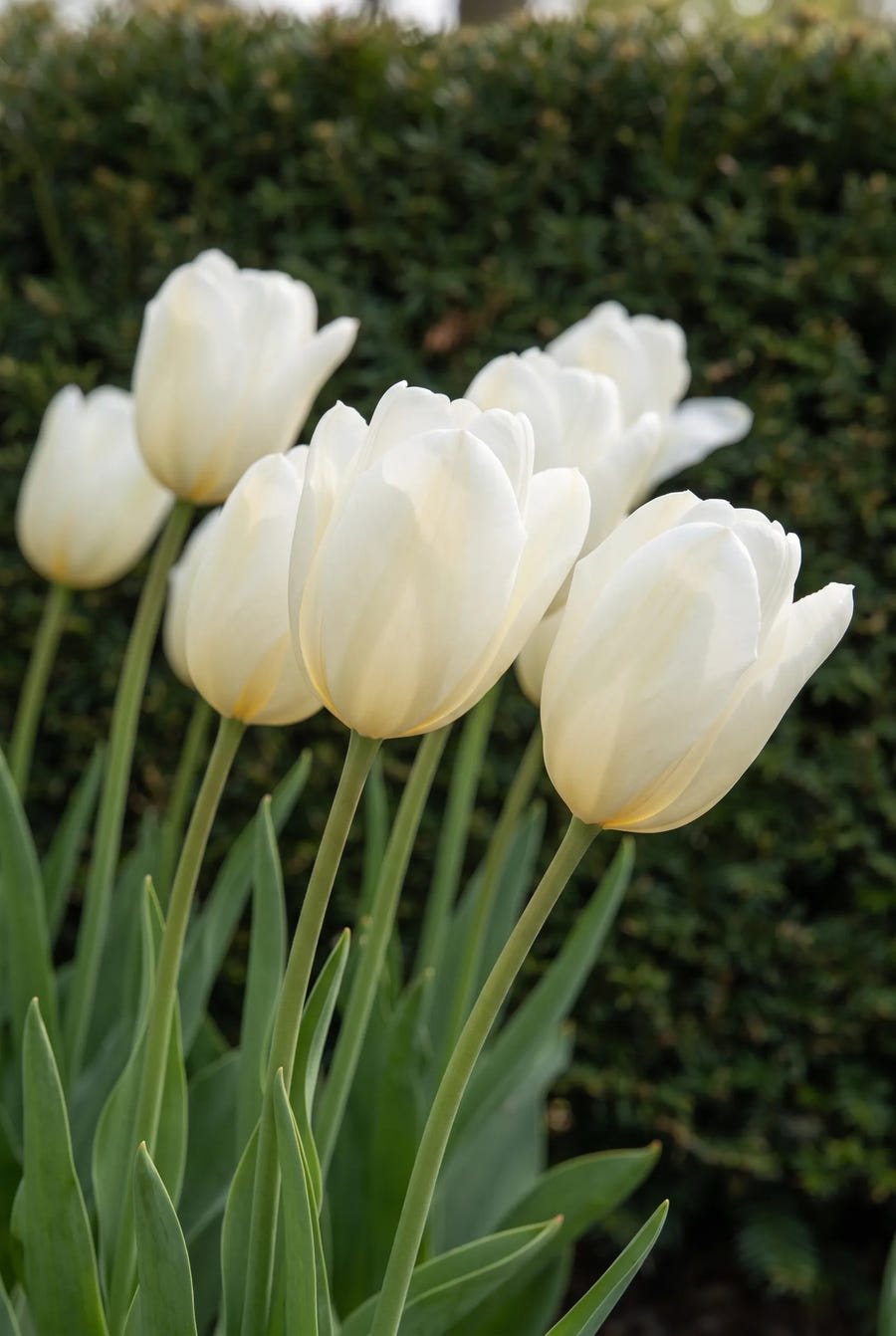 Tulipa Royal Virgin — sfeerbeeld