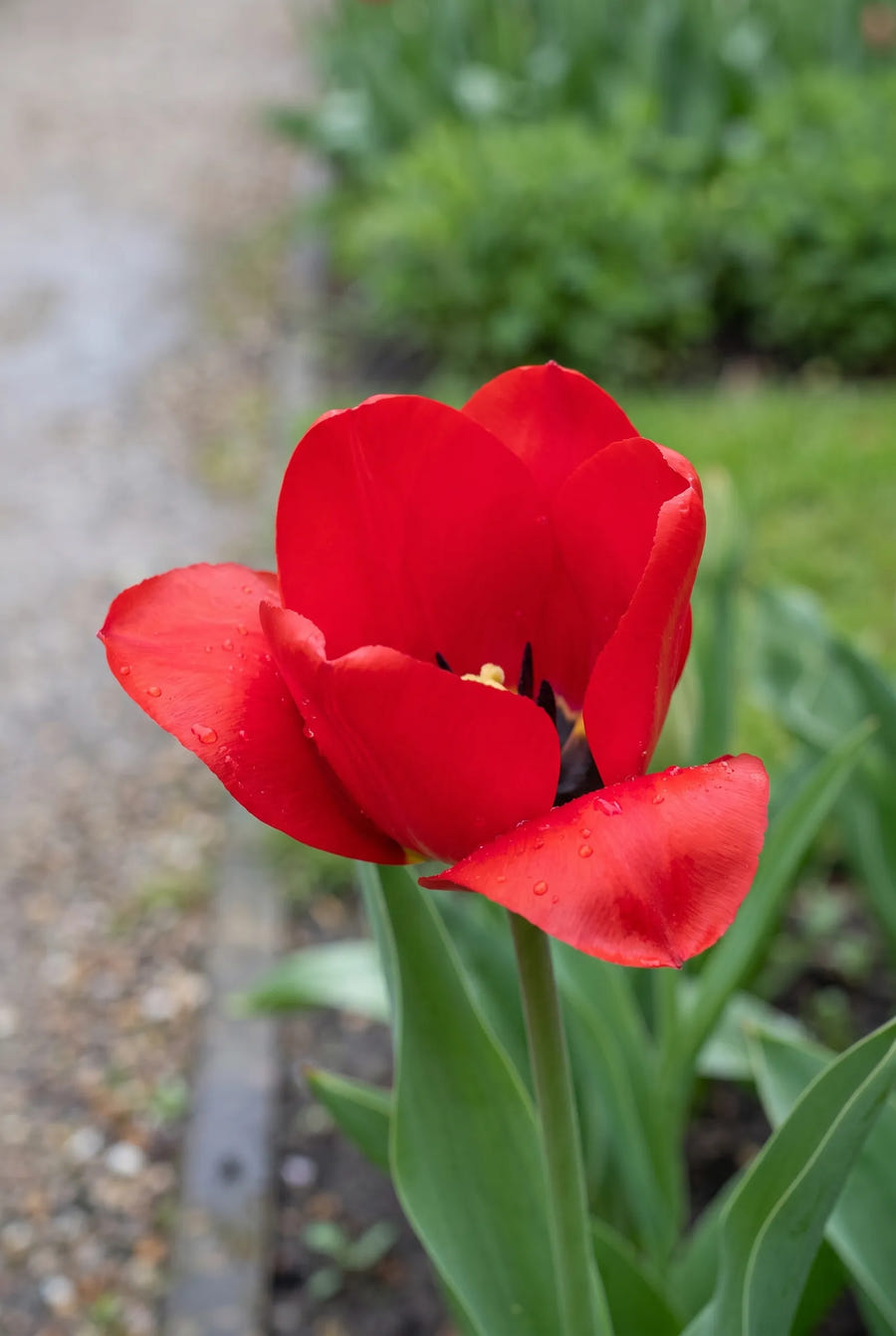 Tulipa Seadov — close-up van de bloem