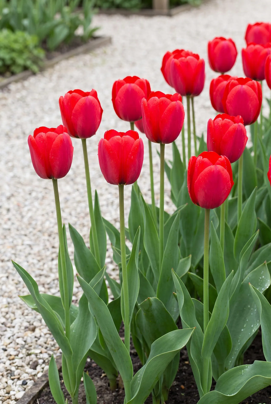 Tulipa Seadov — groep in de tuinborder