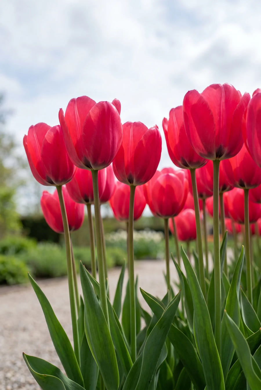 Tulipa Seadov — in de tuin