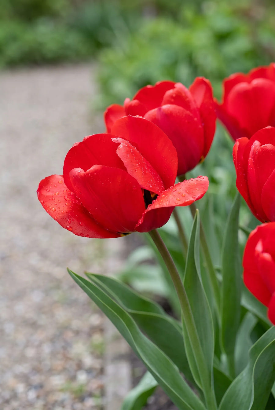 Tulipa Seadov — sfeerbeeld